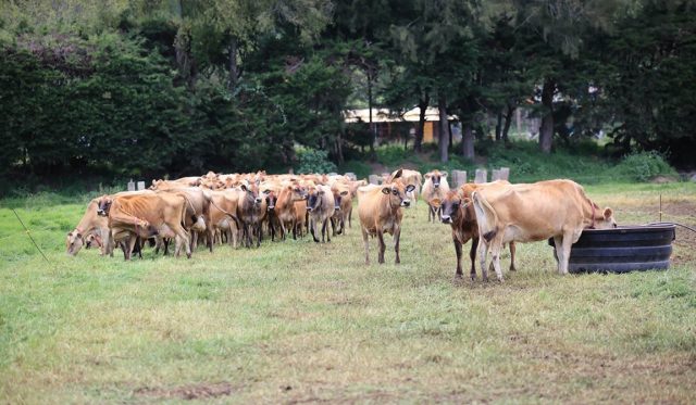 El frío no cede: refuerzan recomendaciones para proteger cultivos y ganado