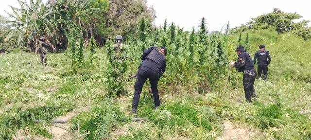 PNC destruye más de 107 mil matas de marihuana en Las Cruces, Petén
