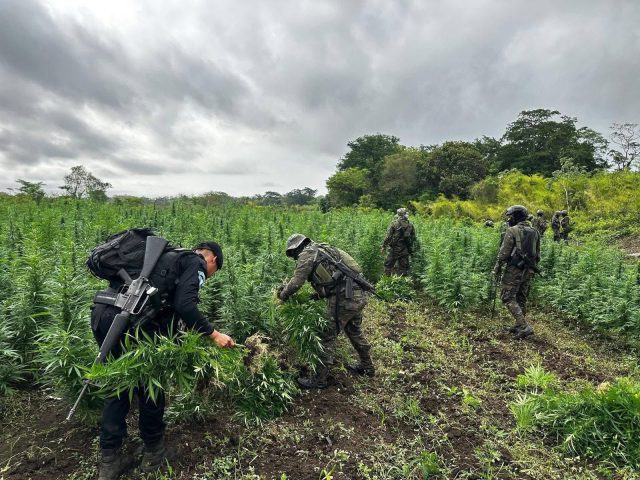 PNC destruye más de 115 mil matas de marihuana en Petén