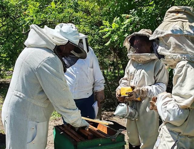 Producción apícola se fortalece en tres departamentos
