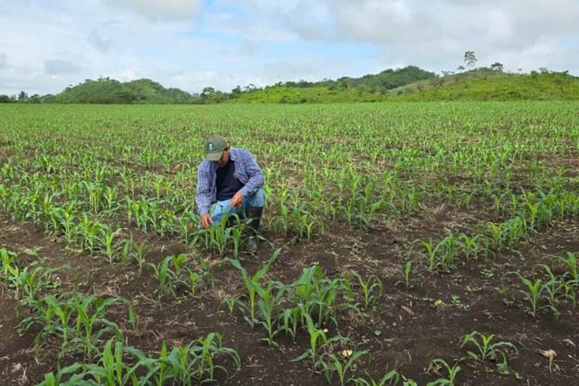 Asistencia técnica oportuna previene daños por chicharrita del maíz en Petén