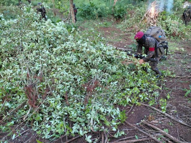 Ejército y SGAIA destruyen plantaciones de Coca en Izabal