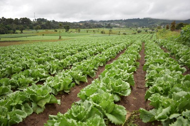 El cambio extremo en la tenencia del clima obliga a los Agricultores a prepararse anticipadamente para proteger las cosechas