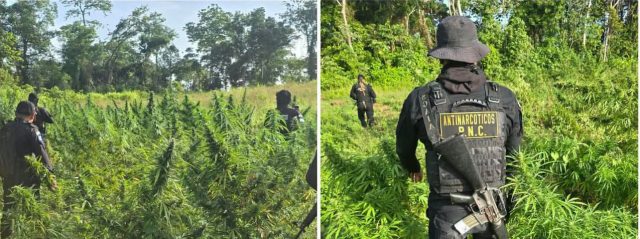 SGAIA erradica más de 23 mil matas de marihuana en Petén